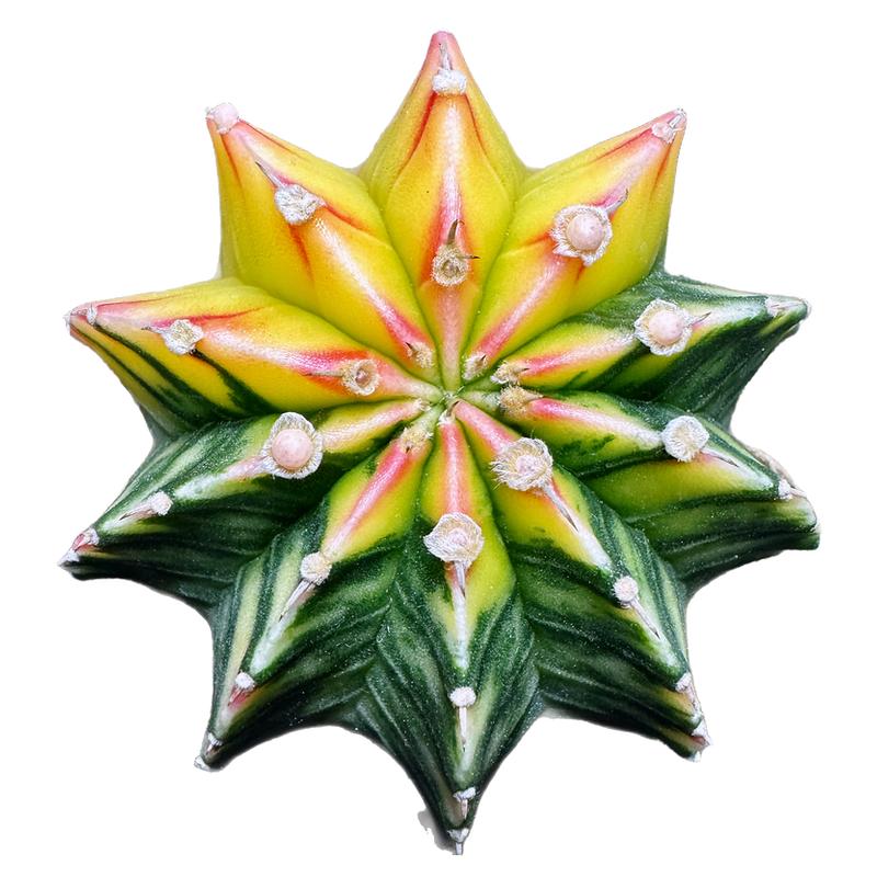 ¡׹ĵһһ ֲԻȤζֲ