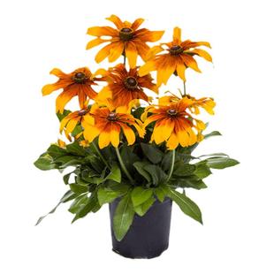 黑心金光菊花籽易种易活假向日葵黑眼菊种子多年生宿根盆栽春秋播