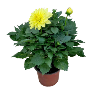 小丽花盆栽大朵室外阳台花色艳丽多年生球根耐寒植物好养易活美丽