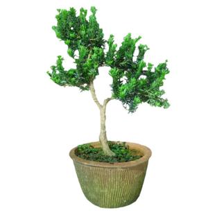 黑珍珠罗汉松树苗小米叶罗汉松景微盆景素材四季常青室内种植盆栽