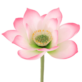 仿真荷花莲蓬荷叶莲花客厅摆放手感单只假花水池装饰造景拍摄道具