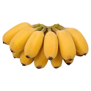 现摘广西小米蕉当季新鲜水果整箱自然熟现摘包邮苹果香蕉粉蕉包邮