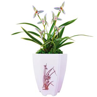 2025新款花卉绿植兰花苗金边建兰帝王妃香氛盆栽夏季开花艺兰