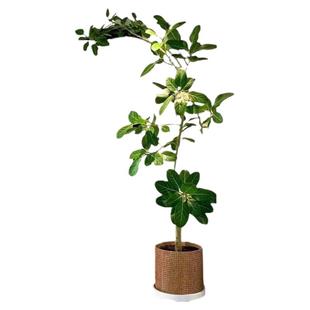 网红孟加拉榕盆栽大型室内客厅绿植黄金榕高山榕树落地真花旺宅树