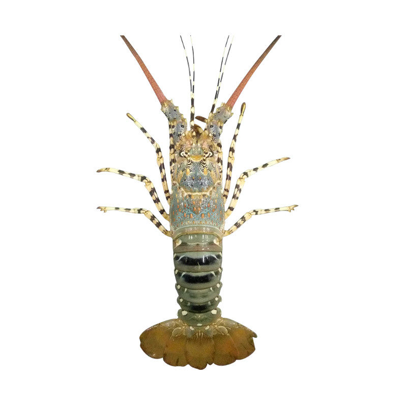 生冻澳洲花龙1.3斤只进口海鲜大龙虾 顺丰包邮