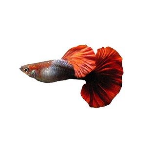 白金红尾孔雀鱼热带小型鱼淡水鱼凤尾鱼白金孔雀鱼胎生鱼包邮套餐