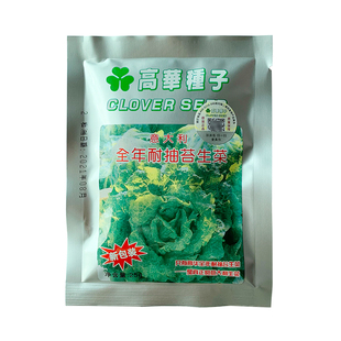 香港高华生菜种子意大利全年耐抽苔生菜种籽半结球农户专用蔬菜孑