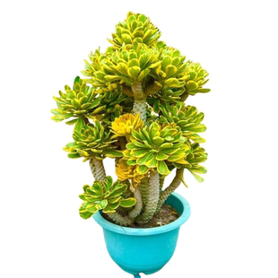 夏季耐热扇贝麒麟锦老桩多肉庭院阳台植物庭院阳台盆栽沙生景观