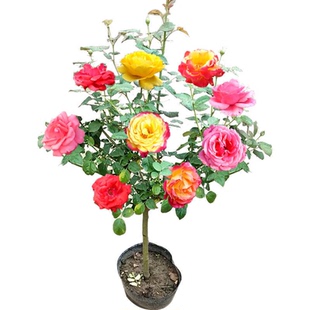 棒棒糖树桩月季花苗树状特大花朵四季花卉植物庭院老桩玫瑰花树苗