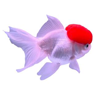 小金鱼活淡水观赏鱼苗活红头小鱼活冷水鱼小锦鲤龙凤蝴蝶鲤热带鱼