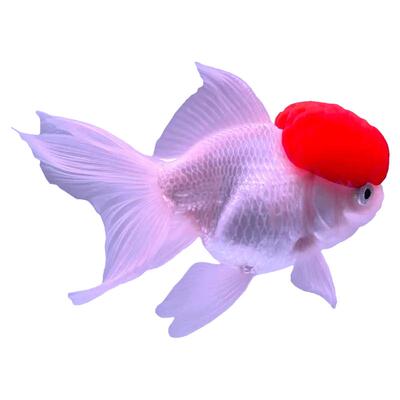 草金鱼活鱼红头锦鲤冷水观赏鱼苗