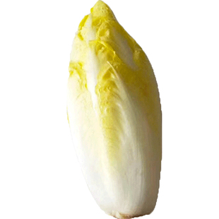 金玉兰菜种子菜根软化菊苣种籽玉兰菜种子黄菊苣四季秋季蔬菜孑