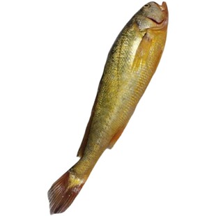 舟山大黄鱼新鲜鲜活冷冻半野生东海黄花鱼海捕深海鱼海鲜水产礼盒