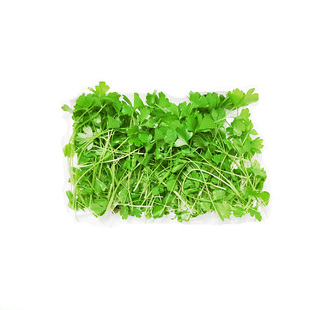 新鲜芹菜苗20g盒装 可食用芽苗菜 香芹苗三叶香酒店西餐摆盘点缀