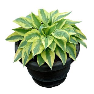 海蒂的花园玉簪观叶宿根耐阴植物阳台庭院园林花境搭配造景花卉