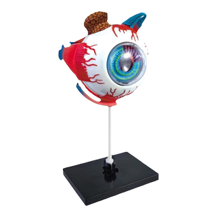 人体眼球模型diy眼睛结构造眼部放大成像解剖3d模型仿真医学玩具