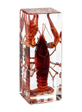 滴胶树脂标本摆件装饰摆件