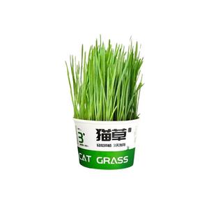 懒人泡面猫草盆栽浇水即长无土水培毛球片化毛草天然种植猫咪零食