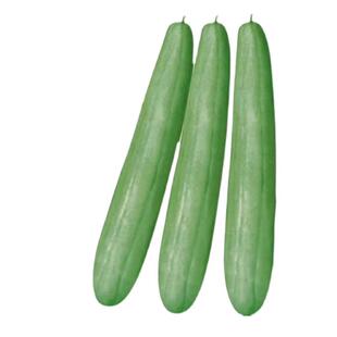 青龙菜瓜蔬果种子耐热碧绿脆瓜蔬菜种籽春秋冬四季播阳台农家甜瓜