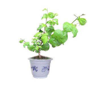 台湾大青枣果树果苗牛奶枣苹果枣嫁接苗南方种植盆栽地栽当年结果