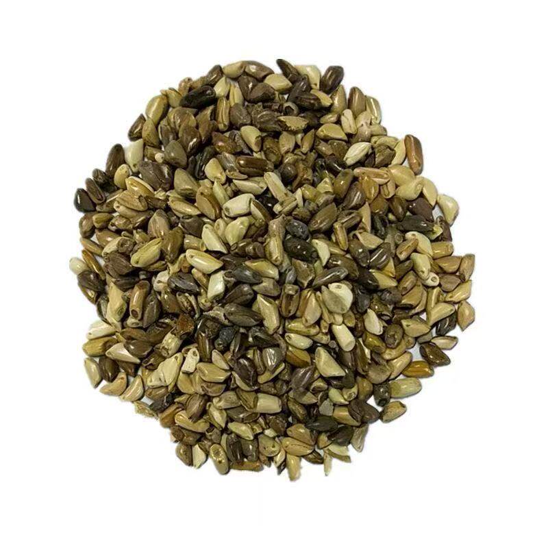 养兔专用草进口墨西哥玉米草四季