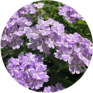 美女樱花籽宽叶种子见土就活植物花卉庭院盆栽四季耐寒易活花种籽