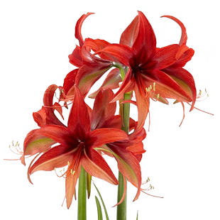 虹越进口朱顶红种球花卉种子猎奇细瓣盆栽大球开花球多夫莱特迷雾