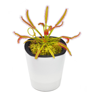 好望角茅膏菜宽叶小虫草堂食虫植物牙刷茅会卷大型成株食人花种子