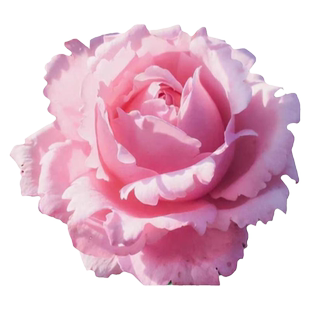 新品超大花 索菲罗莎月季 多季开花浓香长势好抗病性强淡粉色强香