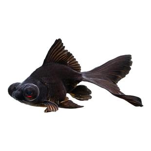 金鱼活鱼冷水鱼苗观赏鱼狮子头金鱼丹顶自来水好养耐活鱼草金小鱼