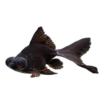 金鱼活鱼冷水鱼苗观赏鱼狮子头金鱼丹顶自来水好养耐活鱼草金小鱼