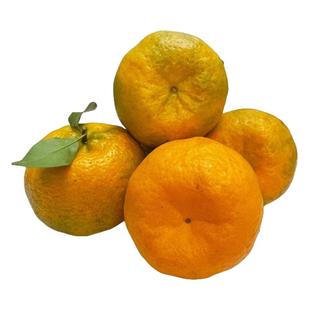 四川椪柑芦柑新鲜水果当季5斤现摘现发自种高山椪柑酸甜柑橘桔子