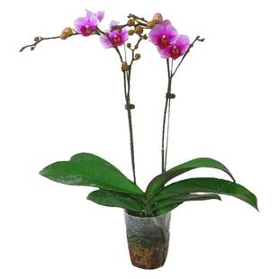 带花剑蝴蝶兰带花键带花苞多年生花卉植物室内花绿植盆栽真花兰花