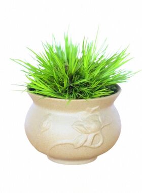 日本黄金姬菖蒲草水培附石盆栽