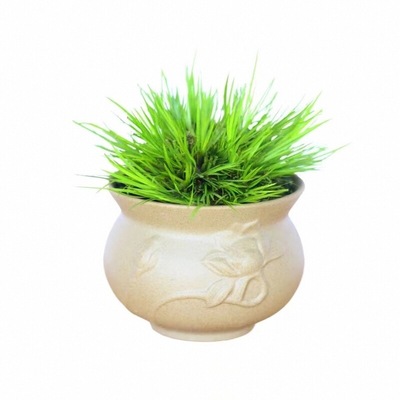 日本黄金姬菖蒲草水培附石盆栽