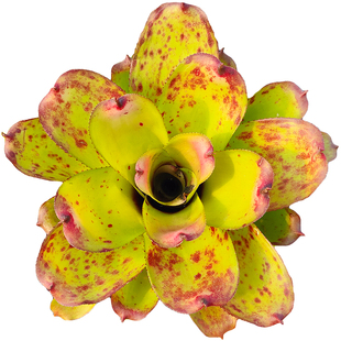 积水凤梨小虫草堂植物小型五彩雨林缸水陆造景室内净化空气微景观