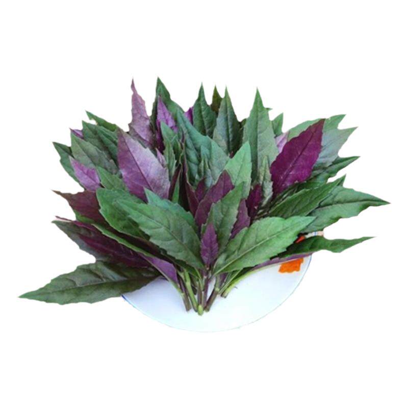 紫背菜秧苗紫背菜苗四季盆栽阳台