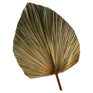 橱窗装饰婚庆白色芦苇干花蒲扇叶婚礼场景插花艺干蒲葵叶棕榈天然