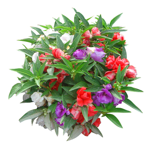 凤仙花种子盆栽花草四季指甲花籽室内阳台植物花卉绿植园艺花种子