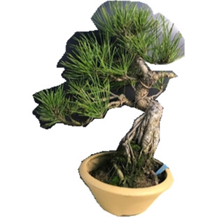 一图一拍老盆趣味小黑松阳台庭院客厅造型盆栽老桩迎客松四季常青