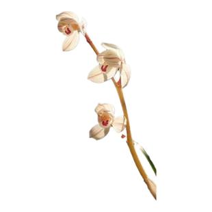 兰花苗莲瓣兰荷之冠大雪素室内客厅庭院桌面摆放花卉美观好养活