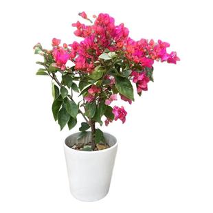 杜鹃花三角梅勒杜鹃盆栽喜阳室外植物深圳市花木兰绿植同城配送