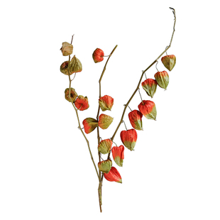 天然酸浆果干花果实新房结婚布置客厅装饰红果子摆件姑娘果灯笼果