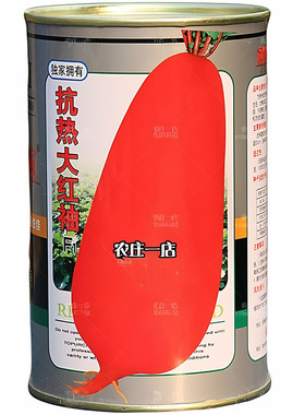 农家红皮白心萝卜种子秋播蔬菜籽