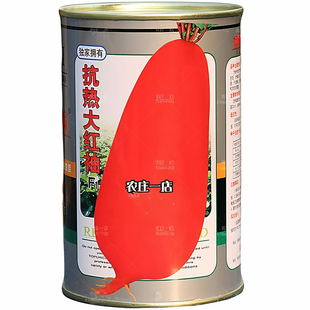 大红萝卜种子雌性红皮白心大萝卜籽不糠心农家蔬菜四季秋冬播种孑