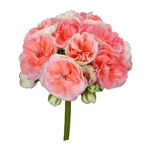 花彩天竺葵盆栽花苗玫瑰小姐重瓣直立大苗四季阳台花园爆花开不断