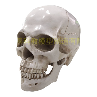 头骨美术教学人物写生仿真骷髅艺用解剖结构模型教具1比1头部骨骼