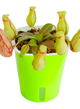 食虫绿植盆栽室内桌面捕虫好养活