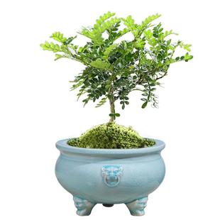 花盆陶瓷个性创意紫砂家用阳台文竹榕树老桩多肉方形复古盆景清仓