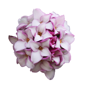 海蒂的花园瑞香气味芳香客厅桌面花卉植物室内花绿植花卉盆栽花苗